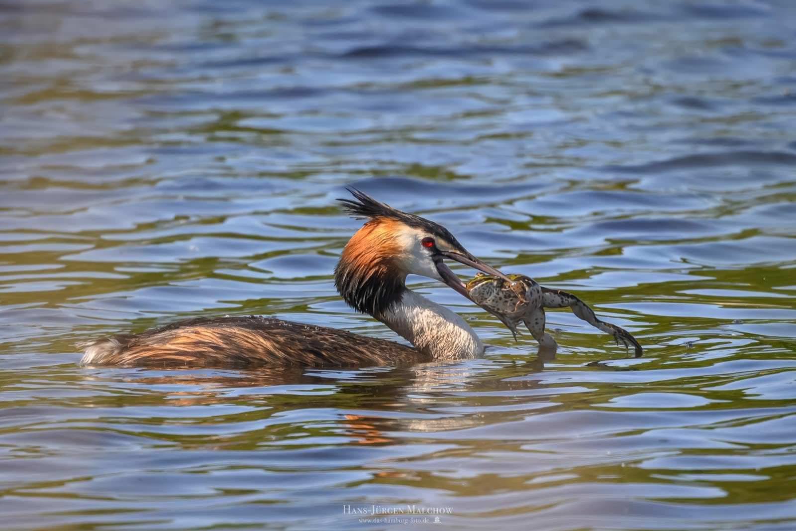 Ein Haubentaucher schwimmt auf dem Wasser und hält eine Kröte im Schnabel.