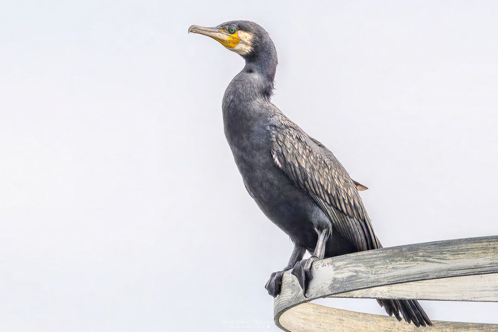 Kormoran sitzt auf einer Holzkonstruktion