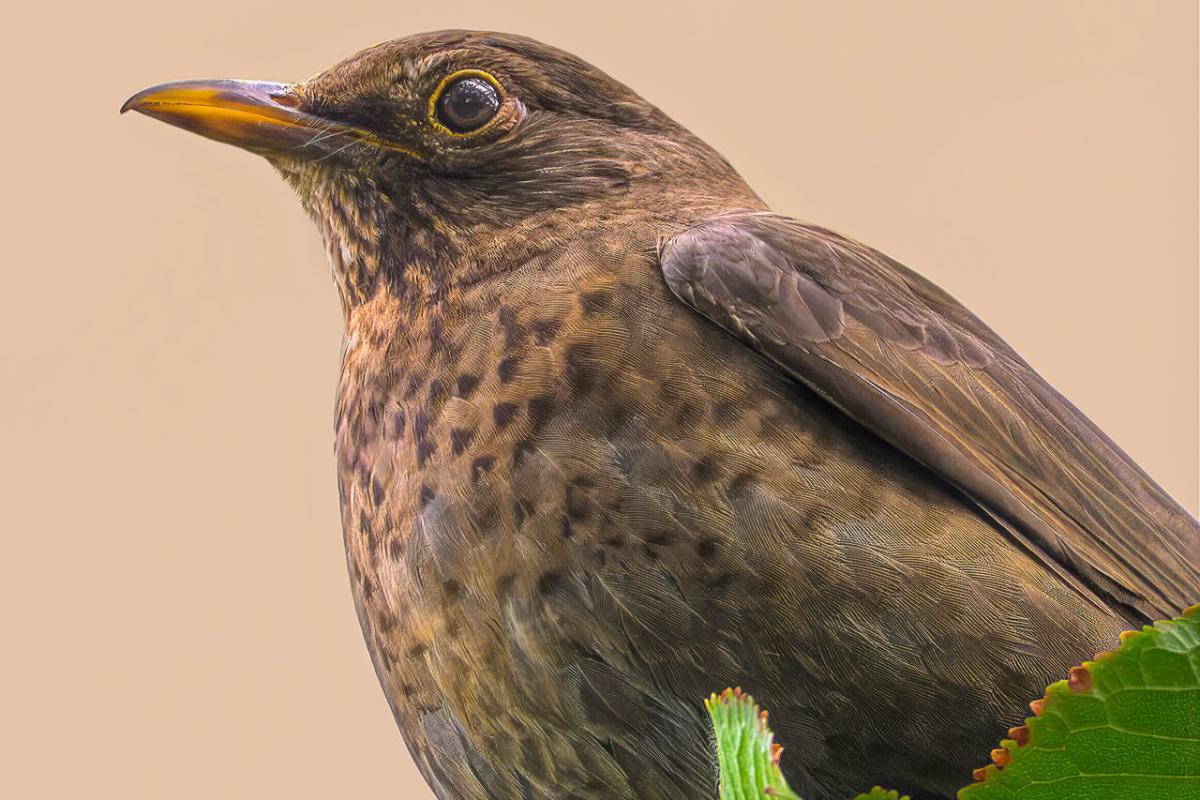 Nahaufnahme eines weiblichen Amsel-Vogels mit braunem Gefieder, der auf einem Ast mit grünen Blättern sitzt.
