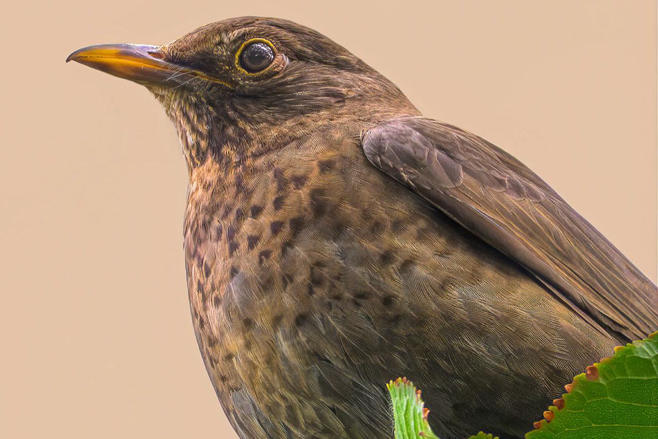 Nahaufnahme eines weiblichen Amsel-Vogels mit braunem Gefieder, der auf einem Ast mit grünen Blättern sitzt.